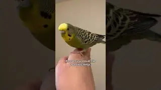 (Other than medical reasons) #parrot #wingclipping #budgies #budgie #parakeet #cockatiel #fyp
