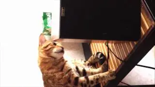 Котик-меломан