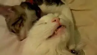 Cat (Kitten) Licking Cat / 小母貓愛舔大公貓