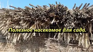 Осмии на вашем участке. Это несложно!