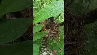 The black cuckoo bird parasitizes in the nest of the shrike bird黑色的杜鹃鸟寄生在伯劳鸟的窝里，希望鸟妈妈多点喂自己的孩子 #birds