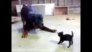 котёнок против большой собаки
