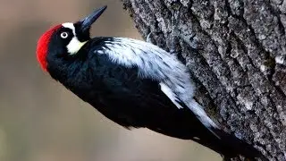 Woodpecker | Great BLACK Woodpecker