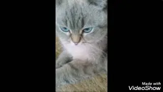Тест на собаку или кошку