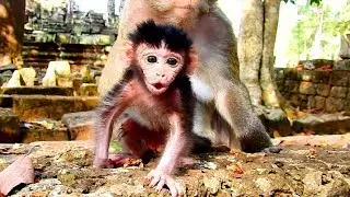 Why Viola Open Mouth Like This? Very Pop Baby Monkey Newborn!