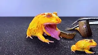 pacman frog swallowed a live fish, and the fish moved in its stomach 【WARNING LIVEFEEDING!!]