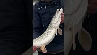 Когда выпускаешь рыбу-эмоций намного больше, смеритесь с этим😂👍
