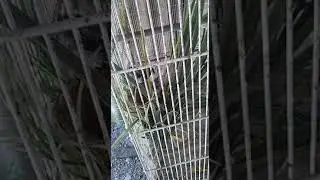 10 dias de nascido  filhote pena branca saindo do ninho