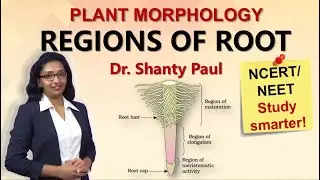 Regions of the root | Morphology of flowering plants