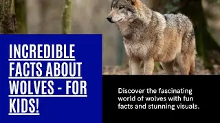 Wolves! Fascinating Facts for Kids!