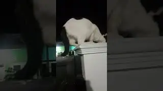 Kaget kirain pocong diatas pager #kucing #anabul #catlover #animals #cat #funny