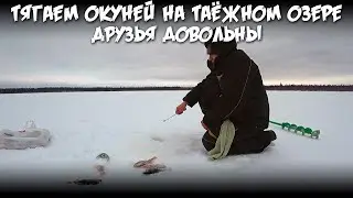 Тягаем окуней на таёжном озере / Друзья довольны