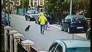 В Черногории уличный пес спас женщину от грабителя