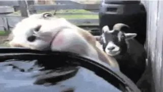 goat drinking water