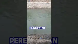 Ikan Apa Tuh ?  Penduduk Setempat Gak Berani Mengambilnya