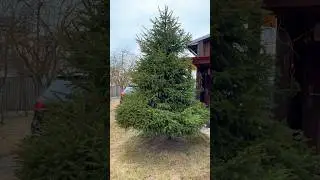 Ель на участке 🌲🏠 #аннажаки #макжак #садмакжак #елка #ель #хвойныйсад #хвойныерастения