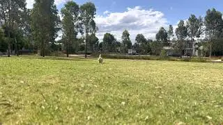 Playing fetch with Link at the park