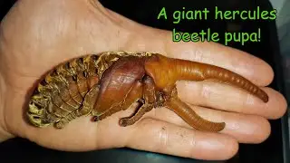 A male hercules beetle pupa!
