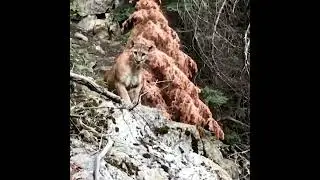 Mountain lion stalks hikers