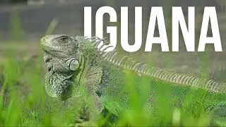 IGUANA