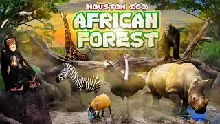 Zoo Tours: The Houston Zoo's African Forest (2010)