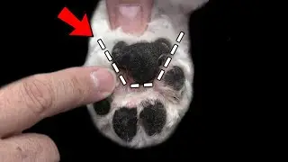 Dog Grooming SECRET You Should Know