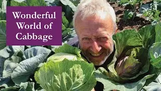 Cabbage in summer and how to grow all year