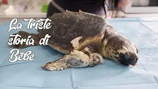 Quale futuro senza le sue pinne? La triste storia di Bebe #crtmbrancaleone