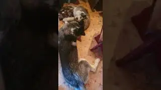 космос и тайга