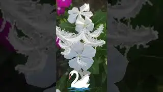 Доброе утро! Сильная, смелая и любимая! Будь счастлива!