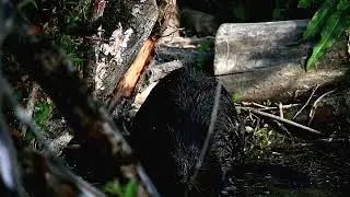Красавчик бобёр.