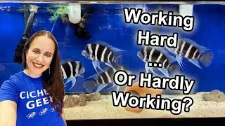 Huge renovations at my Local Fish Store - Moving walls full of aquariums!