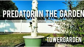 TOWERGARDEN UNKNOWN PREDATOR