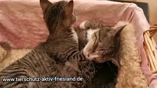Skip &  Kovi suchen ein Zuhause