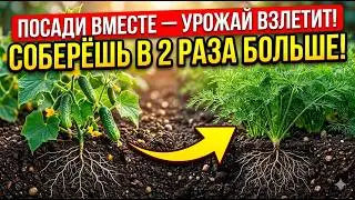 Plant THESE 5 pairs and the harvest will grow WITHOUT fertilizers!