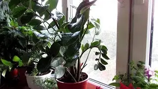 Почему НЕ РАСТЁТ ЗАМИОКУЛЬКАС. Основные причины.