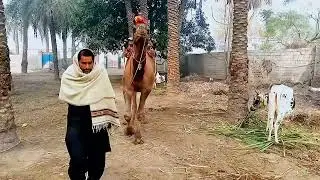camel is my love full video my village