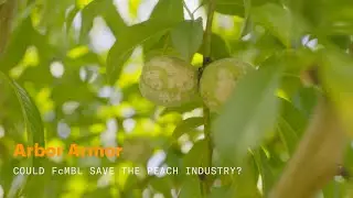 Arbor Armor: Could FcMBL Save The Peach Industry