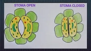 How to draw stomata easily/ How to draw stomata open and closed easily