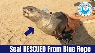 Baby Seal Stuck in Old Blue Plastic Rope