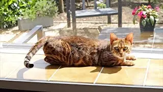 Bengal Cat Dreamcatcher is in Heat and is Yearning for Affection