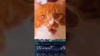 Cute Cat Music 