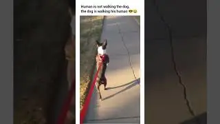 POV: Me and My Alarm Clock Every Morning 🤣 (Funny Dog Videos) #funnydogvideos