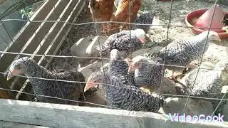 Кури