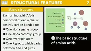 Basic of Amino Acids Complete Short notes and best intro for 