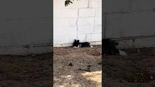 Free rabbit! Even with chicken wire ￼ buried she’ll find a way. 🐰 🕶️#wildlife #nature