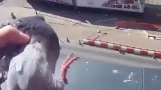 Прикол Голубь насрал на балконе До слез