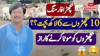 Bachra farming sy bacht kasy lay skty han || bachron ko mota krny ka raz