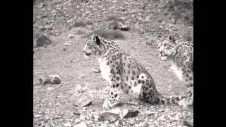 Khashaa and Her Snow Leopard Cubs