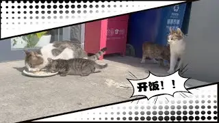 食堂开饭啦！但是猫